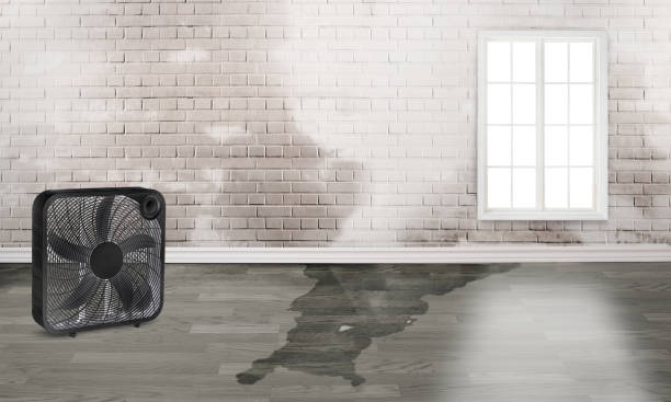 Best Local water damage restoration  in Port Jefferson Station, NY